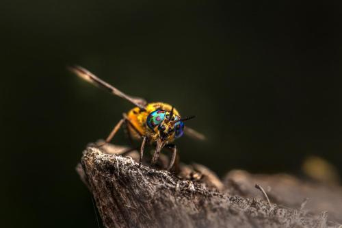 Splayed deer fly (Chrysops caecutiens)