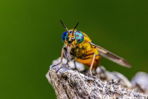 Splayed deer fly (Chrysops caecutiens)