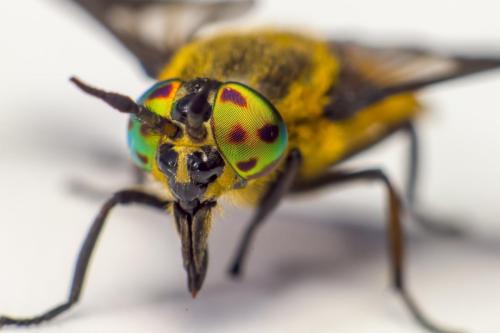 Splayed deer fly (Chrysops caecutiens)