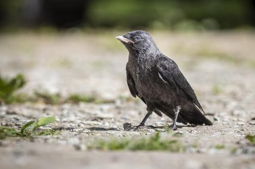 Eurasian Jackdaw (Corvus monedula)