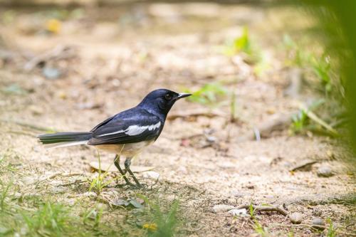 Oriental magpie-robin (Copsychus saularis)