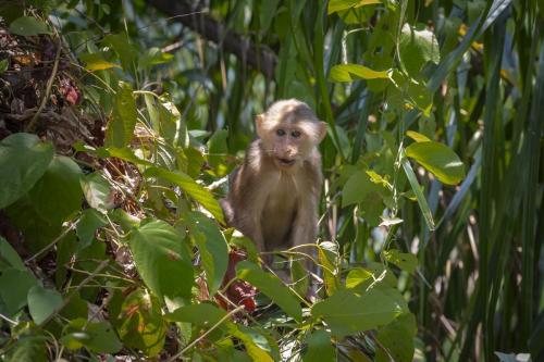 Stump-tailed macaque (Macaca arctoides)