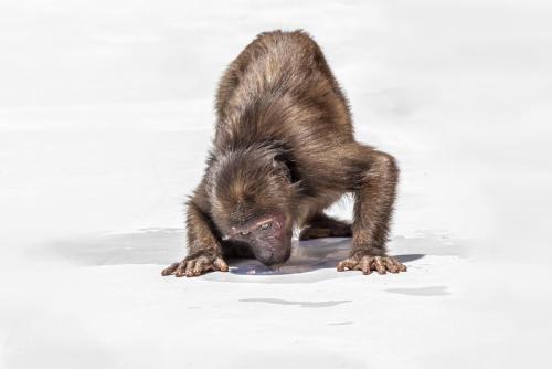 Stump-tailed macaque (Macaca arctoides)