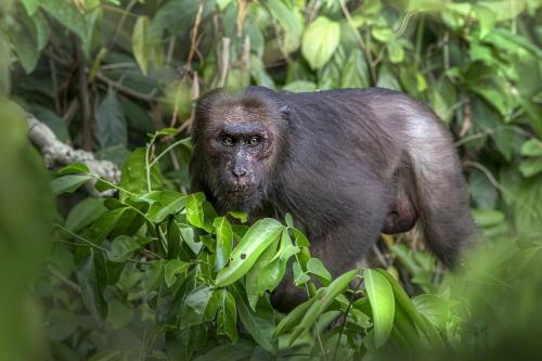 Stump-tailed macaque (Macaca arctoides)