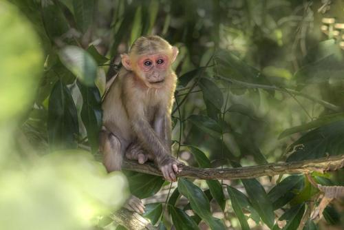 Stump-tailed macaque (Macaca arctoides)