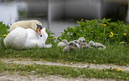 Mute Swan (Cygnus olor)