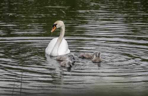 Mute Swan (Cygnus olor)