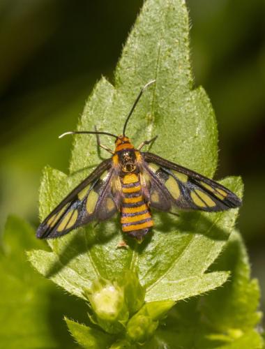 Hübner's wasp moth (Euchromia hübneri)