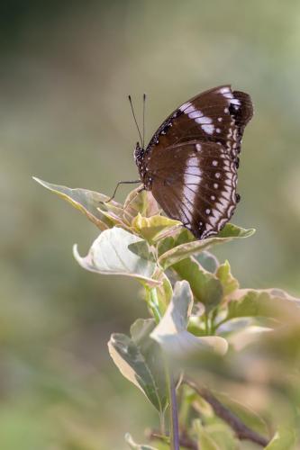 Blue Moon Butterfly (Hypolimnas bolina)