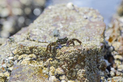 Green rock crab (Grapsus fourmanoiri)