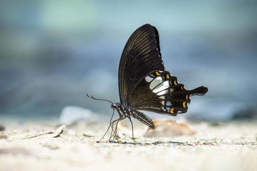 Common Mormon (Papilio polytes)