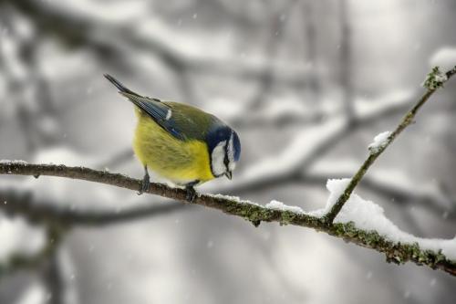 Eurasian Blue tit (Cyanistes caeruleus)