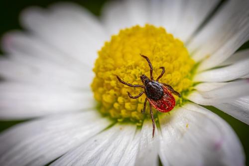 Castor bean tick (Ixodes ricinus)