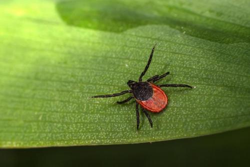 Castor bean tick (Ixodes ricinus)