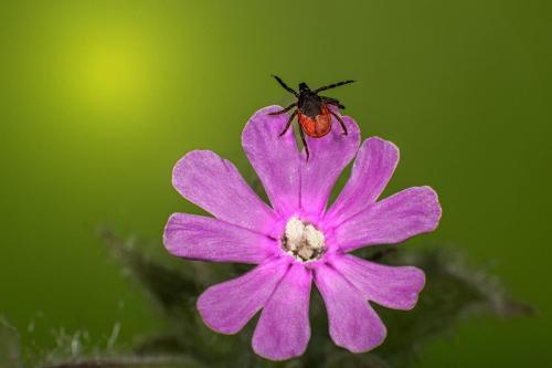 Castor bean tick (Ixodes ricinus)