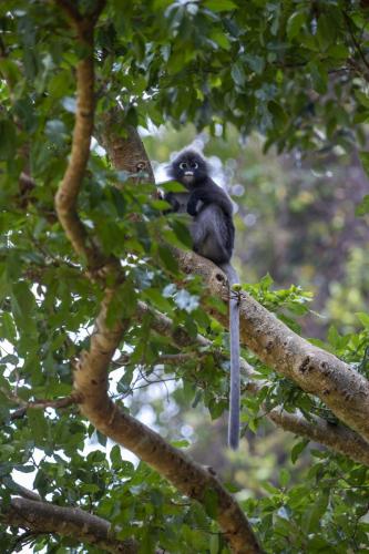 Dusky leaf monkey (Trachypithecus obscurus)