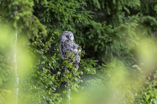 Ural owl (Strix uralensis)