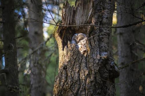 Ural owl (Strix uralensis)