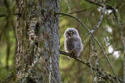 Ural owl (Strix uralensis)