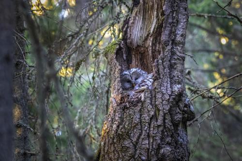 Ural owl (Strix uralensis)