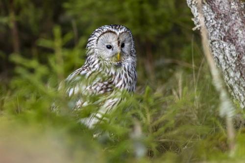 Ural owl (Strix uralensis)