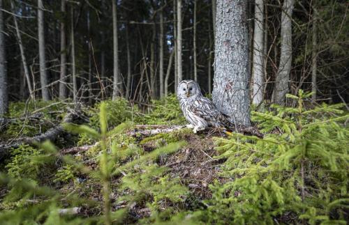 Ural owl (Strix uralensis)