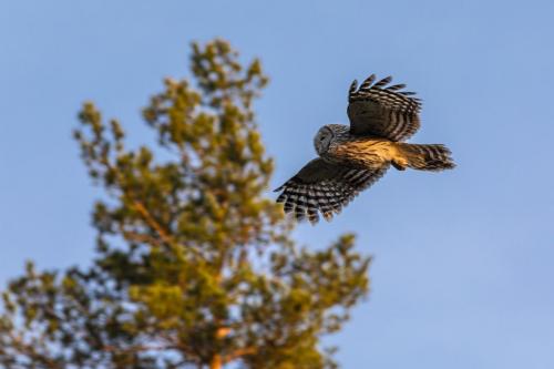 Ural owl (Strix uralensis)