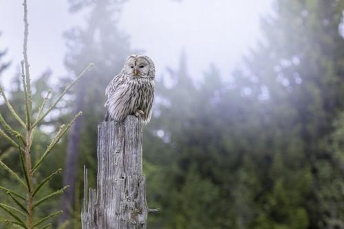 Ural owl (Strix uralensis)