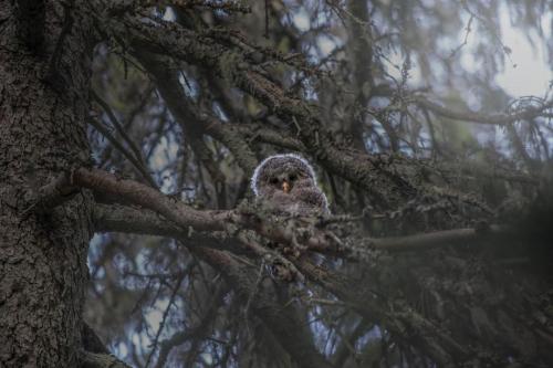 Ural owl (Strix uralensis)