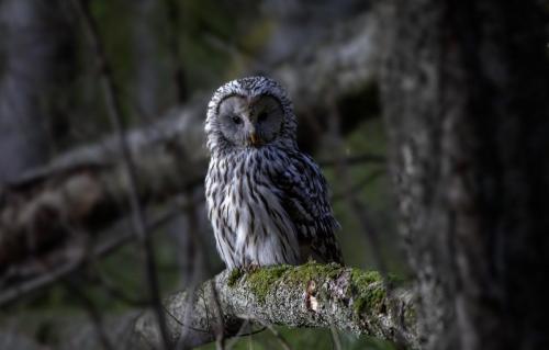 Ural owl (Strix uralensis)