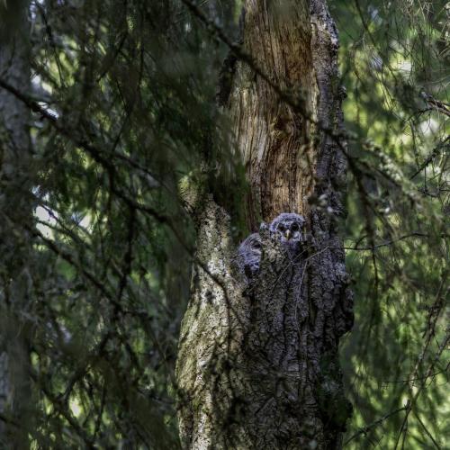 Ural owl (Strix uralensis)