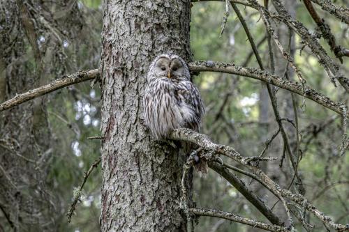 Ural owl (Strix uralensis)