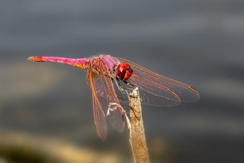 Violet Dropwing (Trithemis annulata)