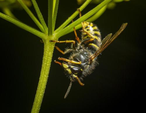 Common Wasp (Vespula vulgaris)