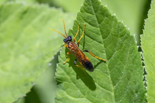 Figwort Sawfly (Tenthredo scrophularie)