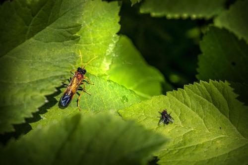 Figwort Sawfly (Tenthredo scrophulariae)