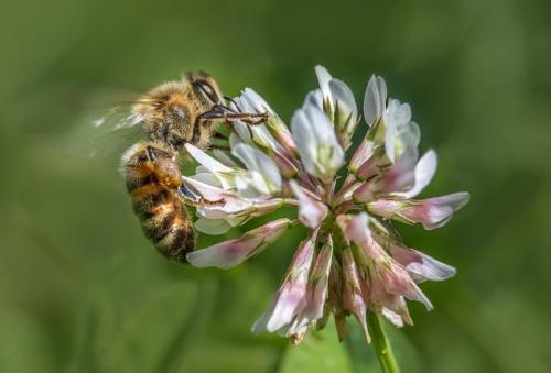 Western honey bee (Apis mellifera)