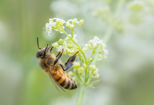 Western honey bee (Apis mellifera)