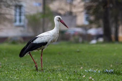 White Stork (Ciconia ciconia)