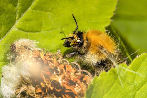 Common carder bee (Bombus pascuorum)