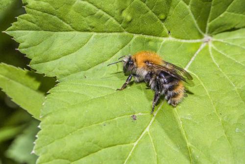 Common carder bee (Bombus pascuorum)