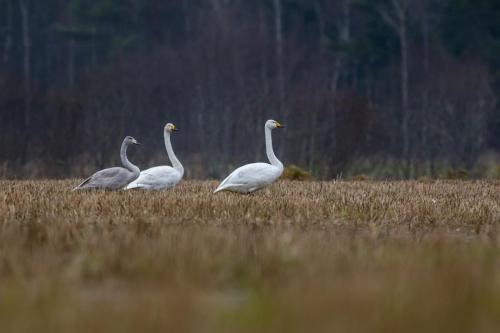 Whooper swan (Cygnus cygnus)