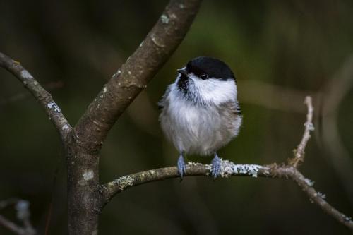 Willow tit (Poecile montanus)