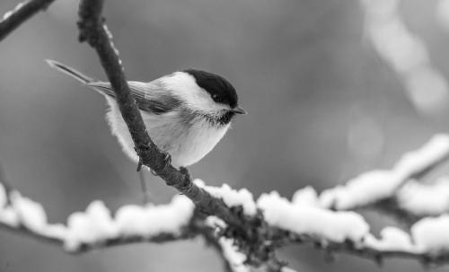 Willow tit (Poecile montanus)