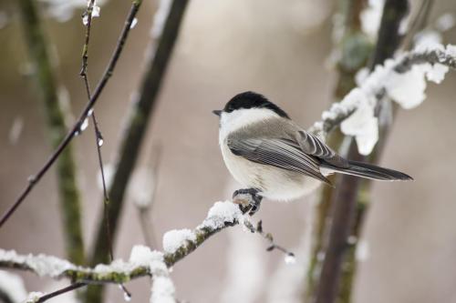 Willow tit (Poecile montanus)