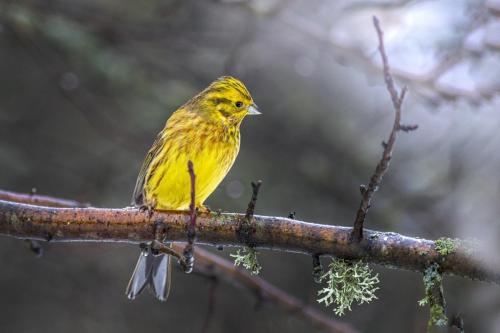 Yellowhammer (Emberiza citrinella)